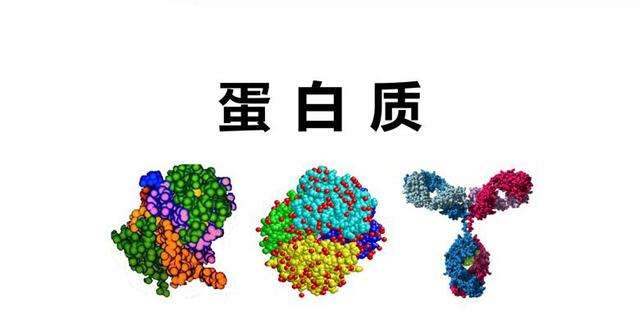蛋白质在补肾壮阳中的作用（提供持久的能量）