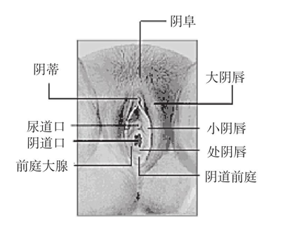 女性生殖器图片解析