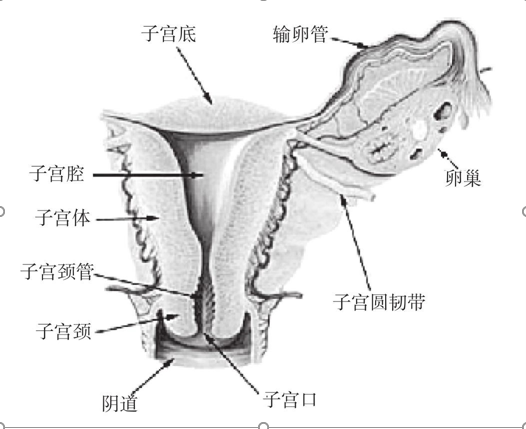 女性生殖器图片解析2